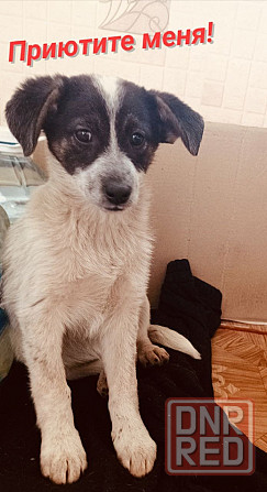 Отдам бесплатно щенка)) Донецк - изображение 1