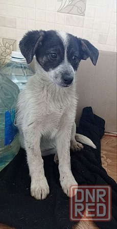 Отдам бесплатно щенка)) Донецк - изображение 3