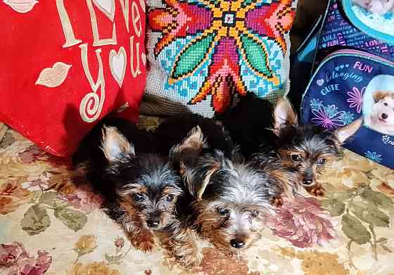 Маленькие йорики Донецк