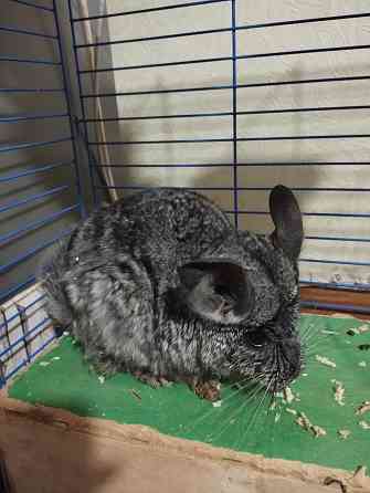 Шиншилла Донецк