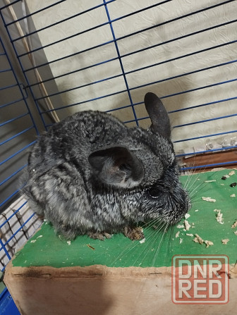 Шиншилла Донецк - изображение 2