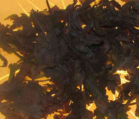 На дуель нене о/ш, ива пахлава Донецк