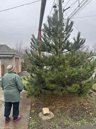 Сосна новогодняя Донецк