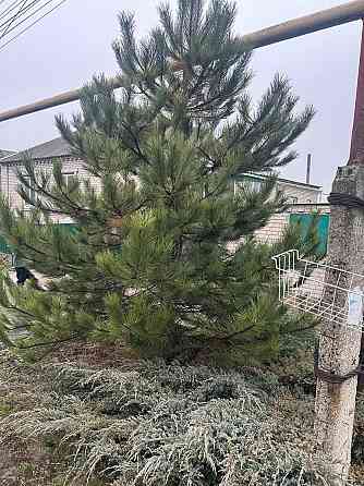 Сосна новогодняя Донецк