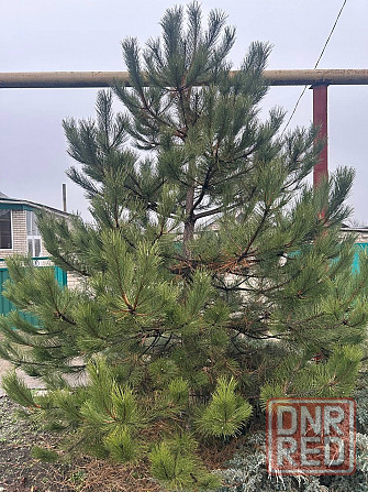 Сосна новогодняя Донецк - изображение 2