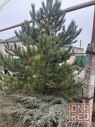 Сосна новогодняя Донецк - изображение 3