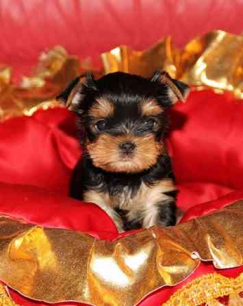 Мини йорки Донецк