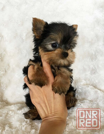 Мини йорки Донецк - изображение 1