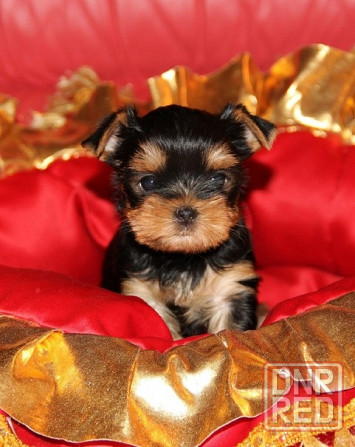 Мини йорки Донецк - изображение 4