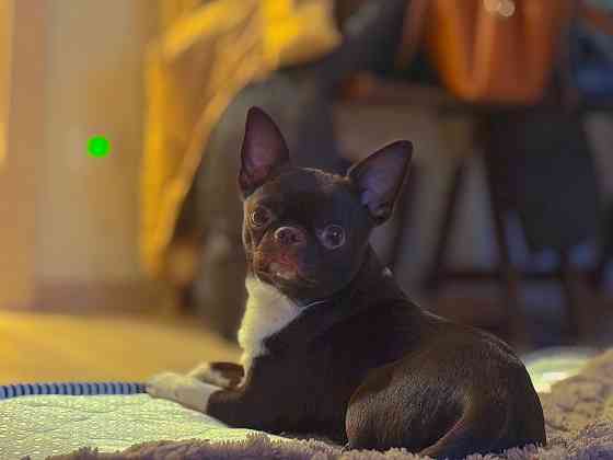 Вязка Чихуахуа Донецк