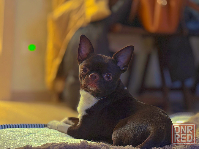 Вязка Чихуахуа Донецк - изображение 1