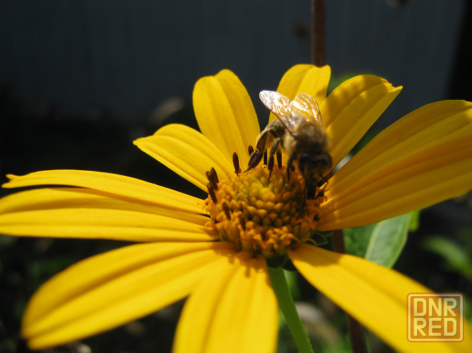 Продам что нибудь Донецк - изображение 1