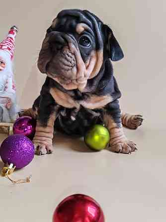 Щенок бигроп девочка Макеевка