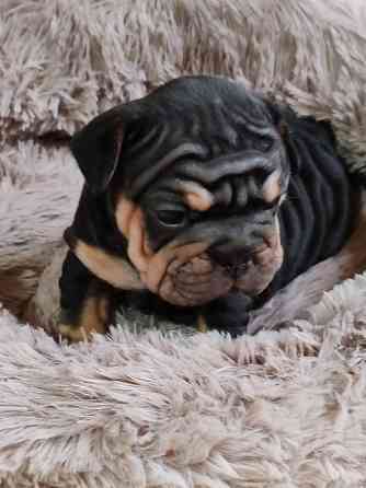 Щенок бигроп девочка Макеевка