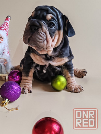 Щенок бигроп девочка Макеевка - изображение 1