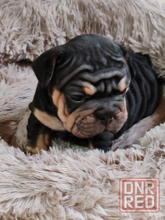 Щенок бигроп девочка Макеевка - изображение 2