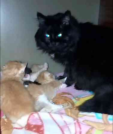 Котята метисы Макеевка