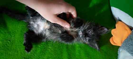 Котята метисы Макеевка