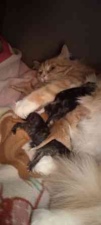 Котята метисы Макеевка