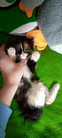 Котята метисы Макеевка