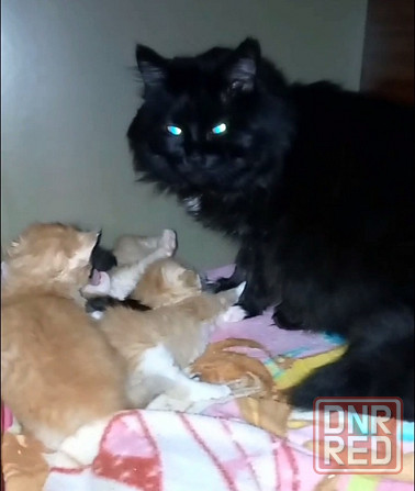 Котята метисы Макеевка - изображение 2