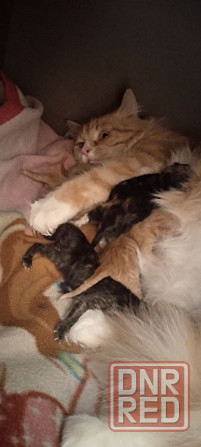 Котята метисы Макеевка - изображение 1