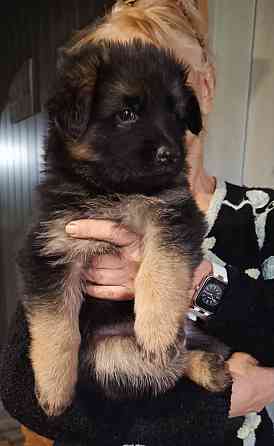 Щенки немецкой овчарки. Донецк