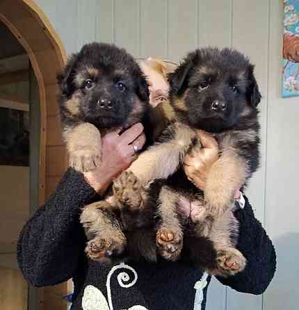 Щенки немецкой овчарки. Донецк