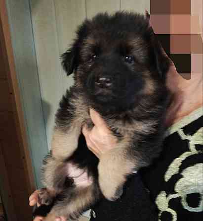 Щенки немецкой овчарки. Донецк