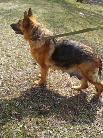 Щенки немецкой овчарки. Донецк