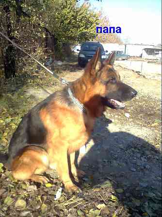 Щенки немецкой овчарки. Донецк