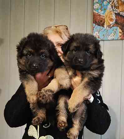 Щенки немецкой овчарки. Донецк