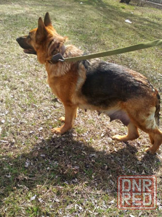 Щенки немецкой овчарки. Донецк - изображение 5