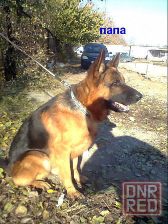 Щенки немецкой овчарки. Донецк - изображение 6