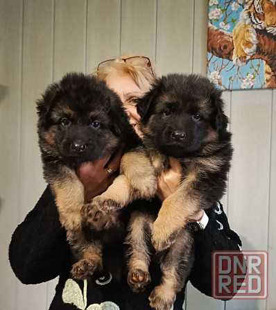 Щенки немецкой овчарки. Донецк - изображение 2
