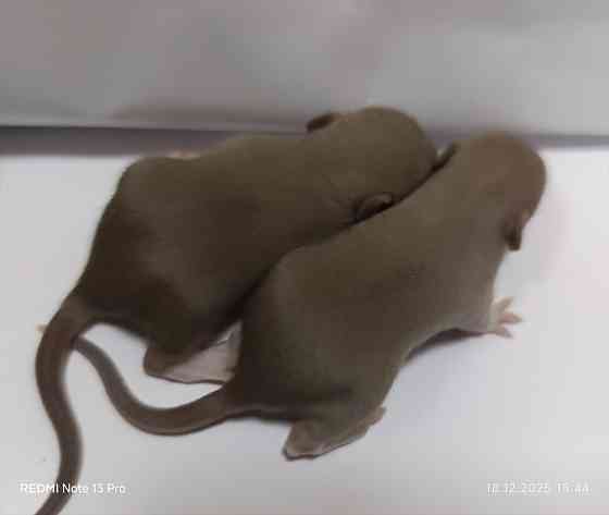 Эксклюзивные коричневые Дамбо Макеевка