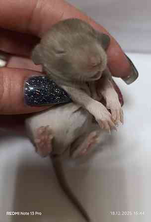 Эксклюзивные коричневые Дамбо Макеевка