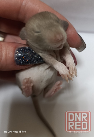 Эксклюзивные коричневые Дамбо Макеевка - изображение 1