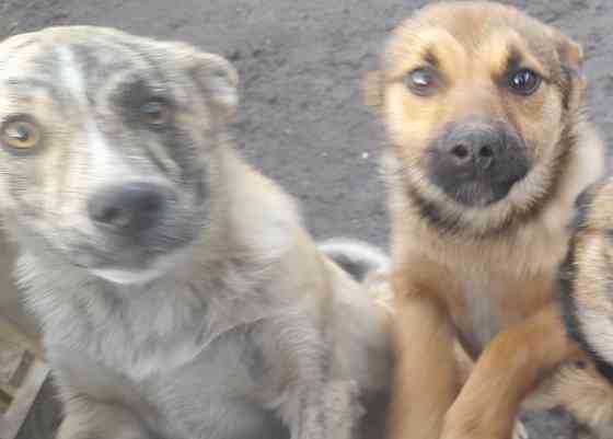 Щенки!! Донецк