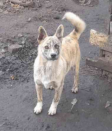 Щенки!! Донецк