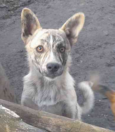 Щенки!! Донецк