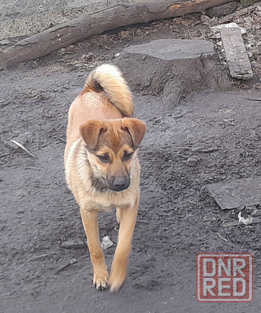 Щенки!! Донецк - изображение 2