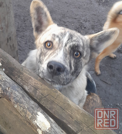 Щенки!! Донецк - изображение 5