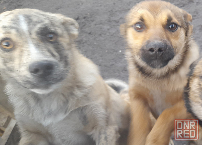 Щенки!! Донецк - изображение 4