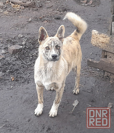 Щенки!! Донецк - изображение 3