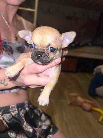 Чихуахуа на Новый Год Донецк