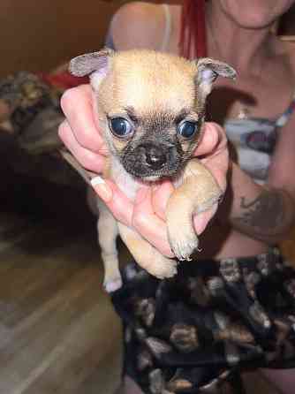 Чихуахуа на Новый Год Донецк