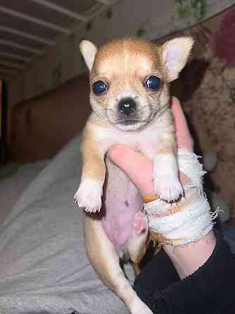 Чихуахуа на Новый Год Донецк