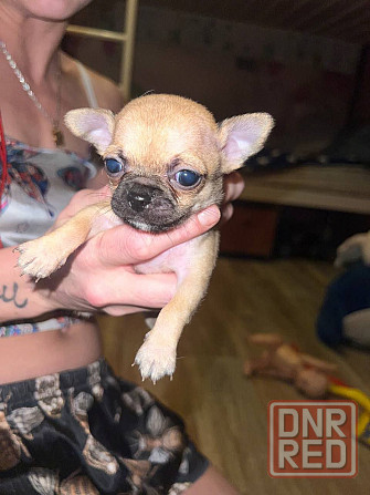 Чихуахуа на Новый Год Донецк - изображение 2