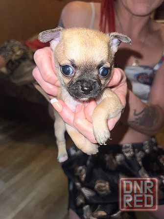 Чихуахуа на Новый Год Донецк - изображение 4